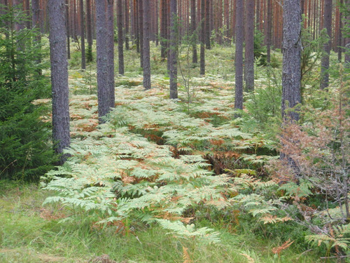 ferns.